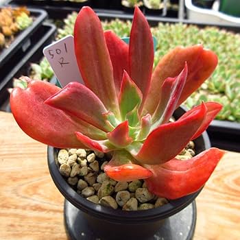 Amazon.co.jp: ！！多肉植物 超レア レッドチャントリー錦 大苗
